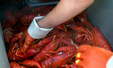 Changing tastes: lobster was once considered an unsophisticated meal.