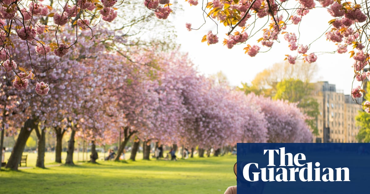 Cherry blossom: why is the fragrant springtime flower causing such a stink?