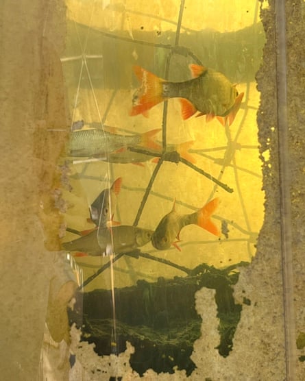 Fish with orange fins and tails swimming in a tank