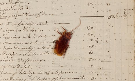 The cockroach seen on the original accounts book