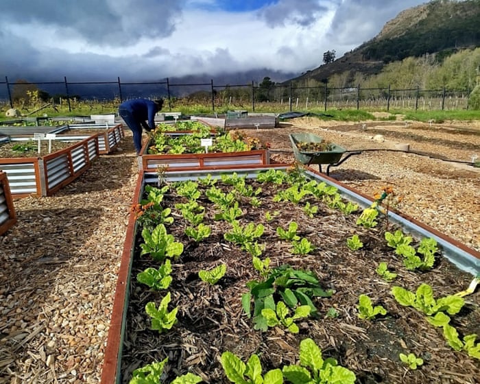 Researchers Use Nature-Based Filtration to Clean Polluted South African River