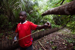 Ikuejamoye measures a felled tree in the forest