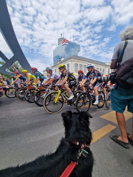 A dog watching some cyclists