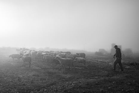 Ahmed takes his sheep out for grazing