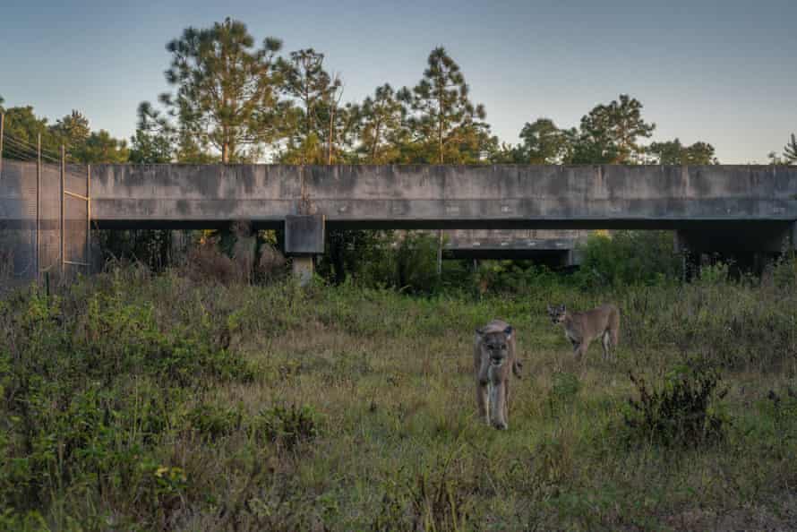 A Florida panther using an underpass.