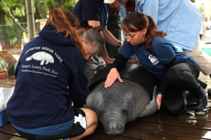 Lowry Park Zoo Manatee Hospital in Tampa, Florida