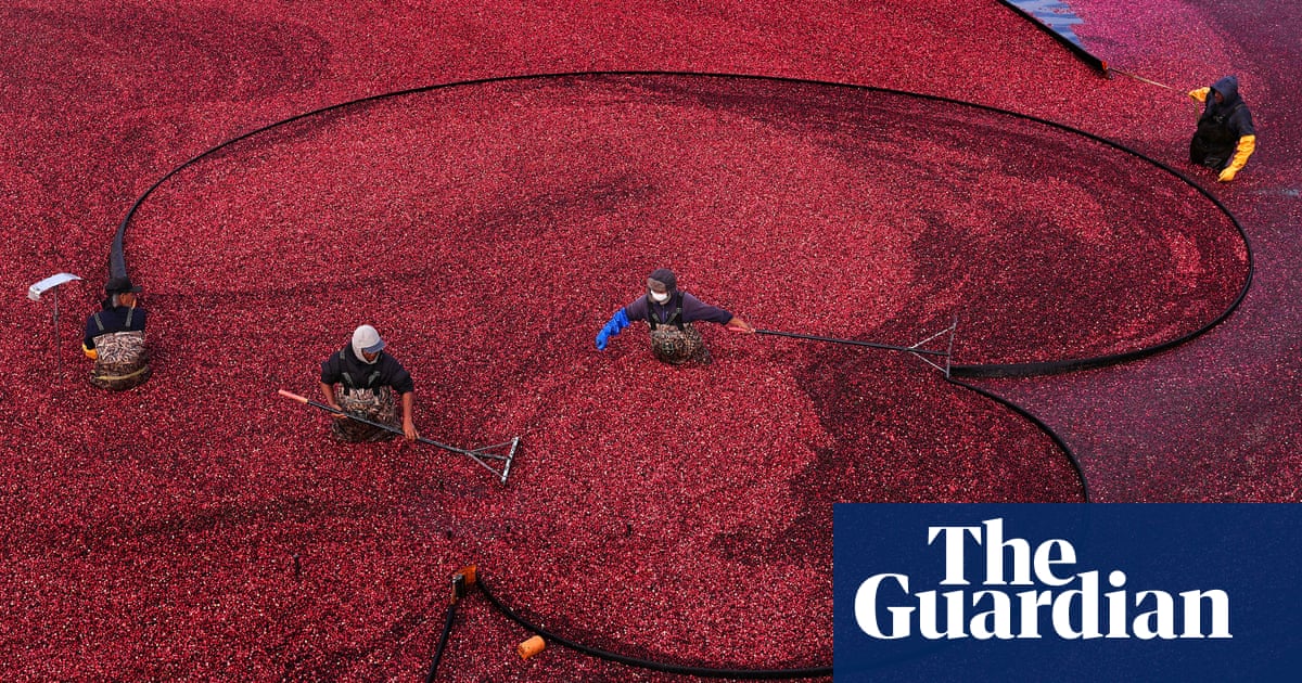Massachusetts farmers turn cranberry bogs back to wetlands in $6m initiative