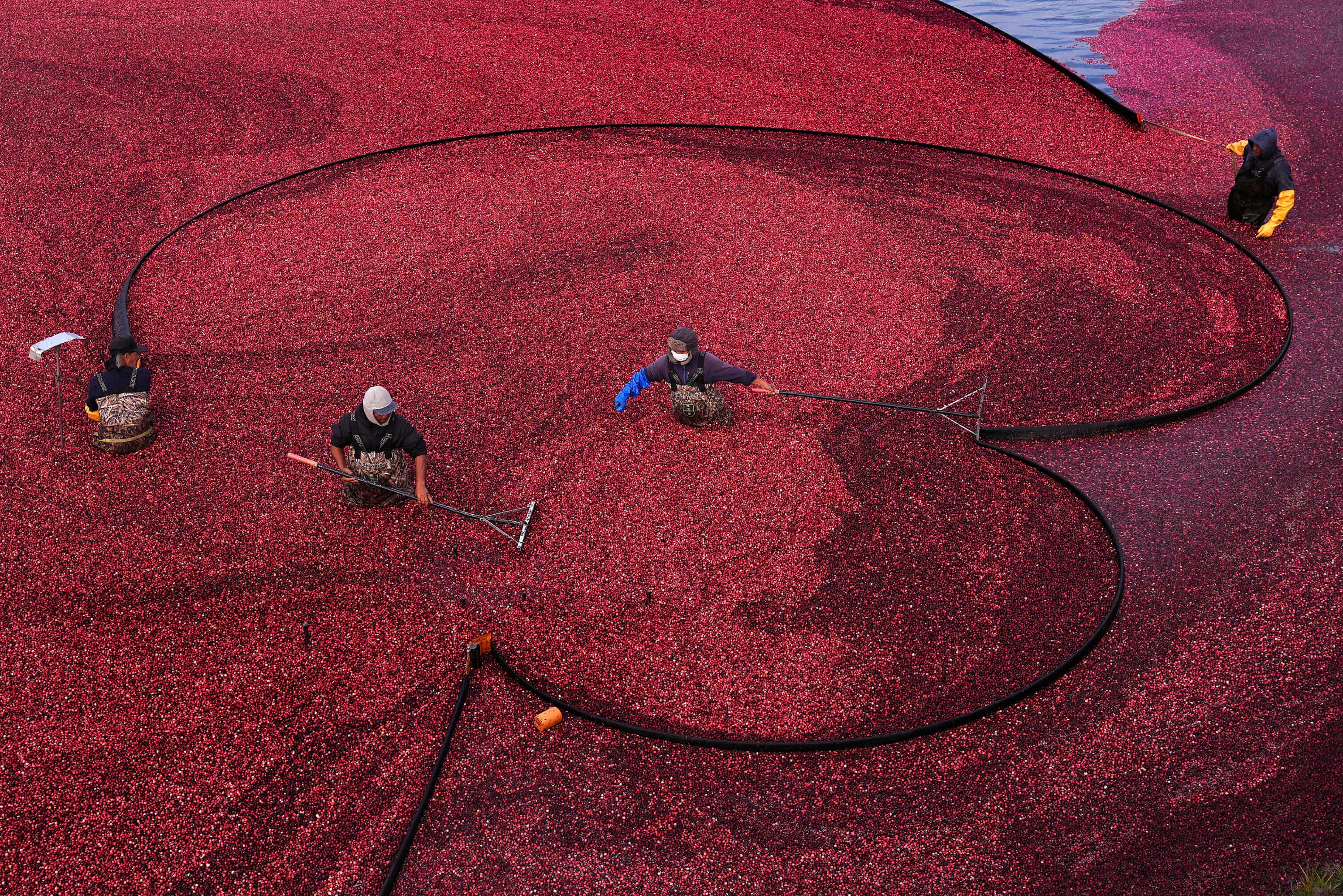 Massachusetts farmers turn cranberry bogs back to wetlands in $6m initiative (theguardian.com)