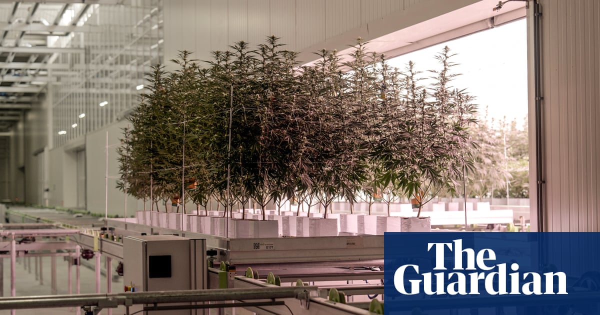 A greener weed: the UK firm growing carbon-neutral cannabis | Cannabis