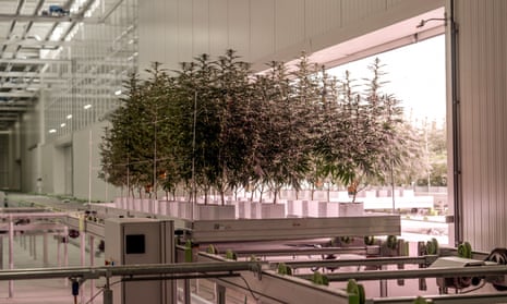 Cannabis plants at Glass Pharms’ £20m production facility