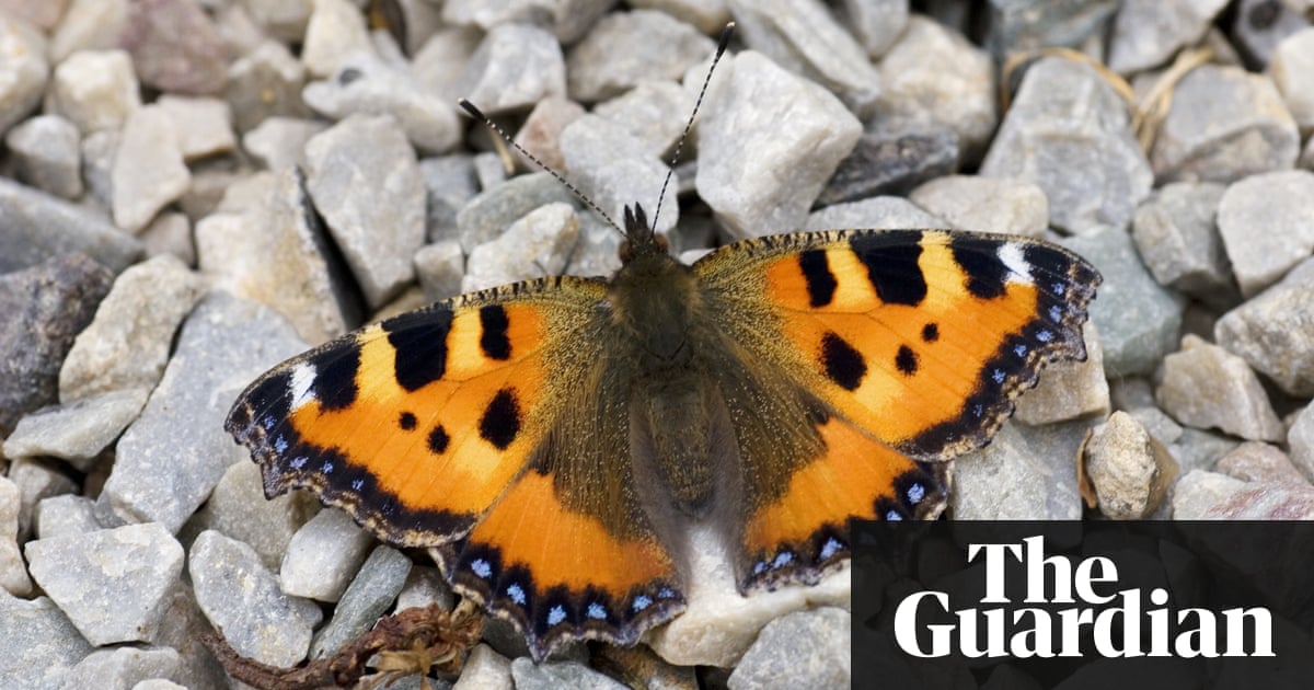 Butterflywatch: mixed blessings of a long winter | Environment | The Guardian