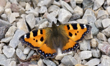 The erratic cold spells could be a factor in the dearth of small tortoiseshells this year.