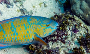 A blue-barred parrotfish feeding on a tropical coral reef