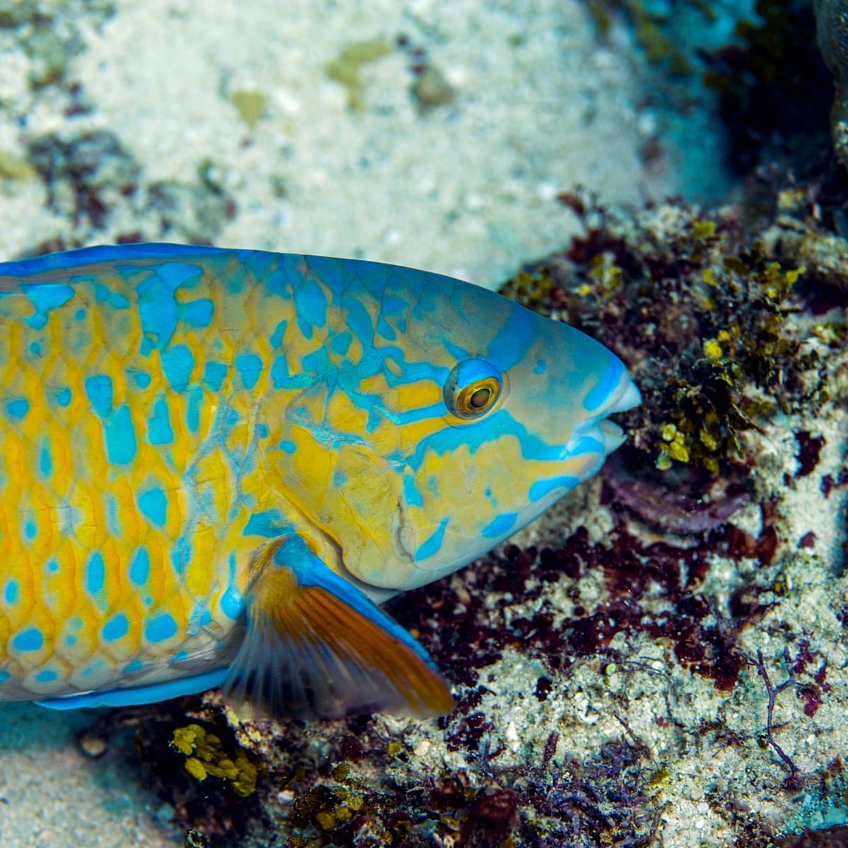 Climate change: global reshuffle of wildlife will have huge impacts on humanity | Climate crisis | The Guardian Climate change: global reshuffle of wildlife will have huge impacts on humanity | Climate crisis | The Guardian
