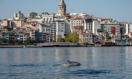 A dolphin swims in the Bosphorus