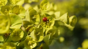 A red ladybird covered in yellow pollen from Euphorbia plants as April heralds spring in England.