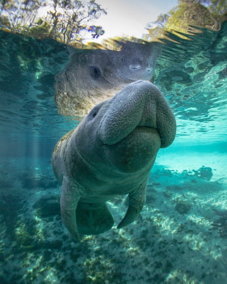 A manatee in Crystal River, Florida.