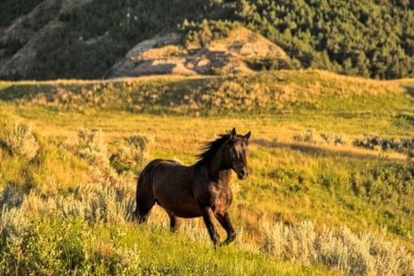 a wild horse in an open field