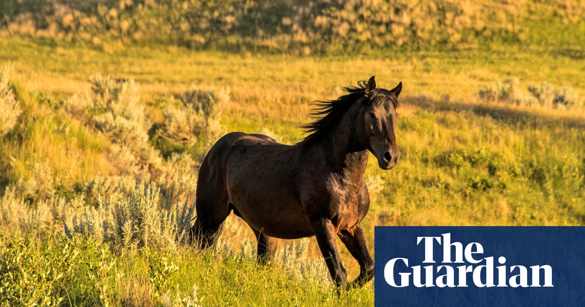 ‘Incredible’ news for bears and wild horses as US shifts preservation plans | National parks