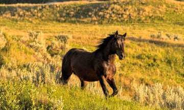 a wild horse in an open field