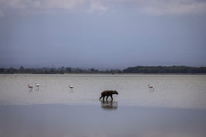 A hyena walks through the shallows of a lake after recent rains in Amboseli National Park