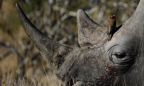 A bird sitting on the head of a white rhino at Kruger National Park  in South Africa.