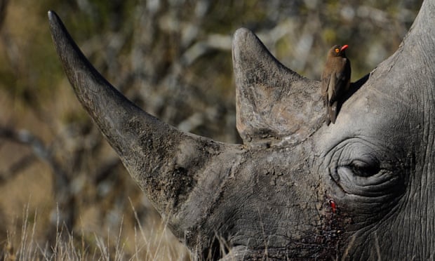 POLL: Can legalised trade save Africa's last rhinos from poaching? POLL: Can legalised trade save Africa’s last rhinos from poaching?