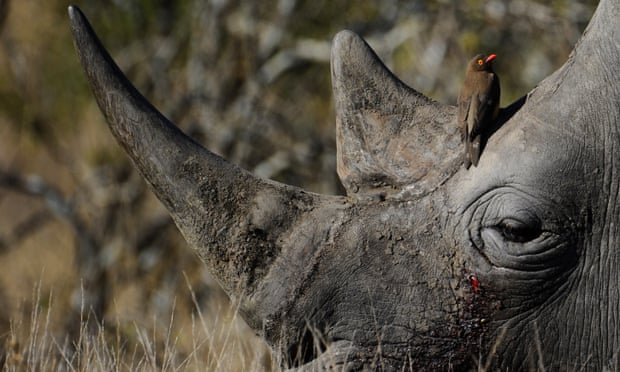 South Africa gets go-ahead to increase black rhino trophy hunting 2900