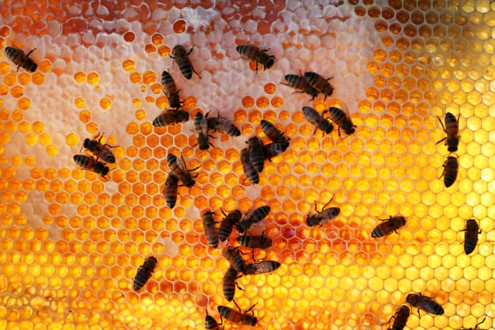 SYDNEY, AUSTRALIA - MAY 14: Bees are seen on a honeycomb cell