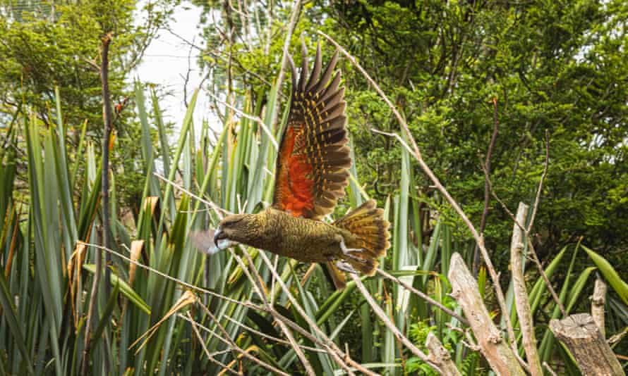 A Kea in flight