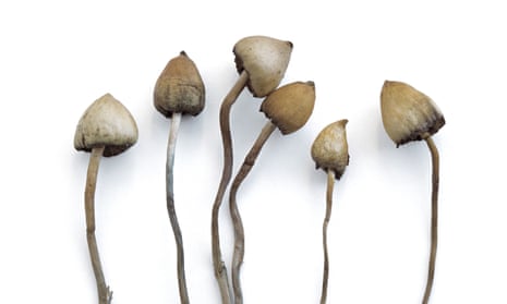 “Technically I think I have the dubious distinction of giving psilocybin to the last person before it got totally dormant; that was in 1977,” says the author of a new memoir of psychedelics.