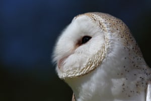 Eastern barn owl