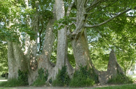 Saltram sycamore with its many trunks