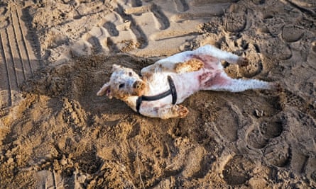 A dog rolling in the sand