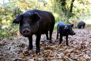 Black Corsican pigs in Bastelica, on the French Mediterranean island