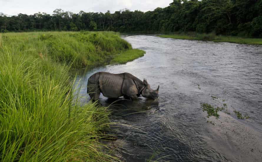 A rhino in a river drinking water