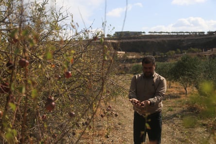 A man examines his drought-stricken crops.