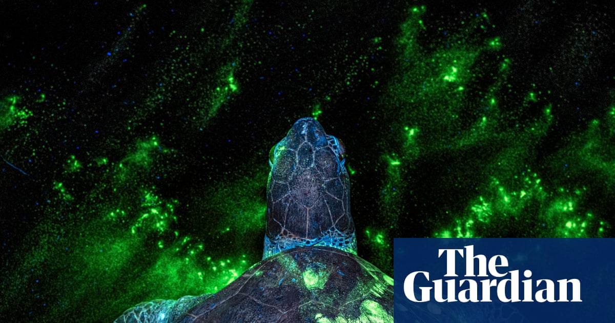 Can you spot the poacher’s handprint? Earth Photo award winners – in pictures