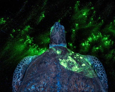 A sea turtle photographed from above, with bright green fluorescent handprints visible on its shell against a dark background