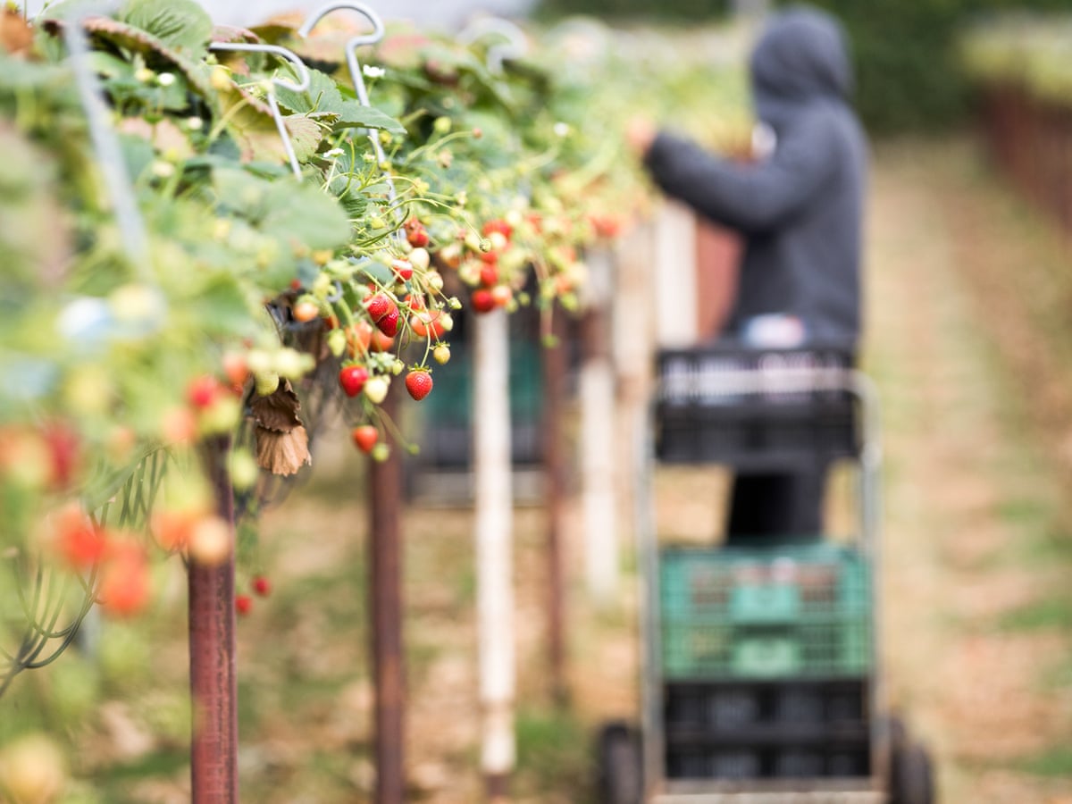 Australia Should Think Twice Before Asking Desperate People To Pick Fruit For Their Freedom Shirley Jackson Opinion The Guardian