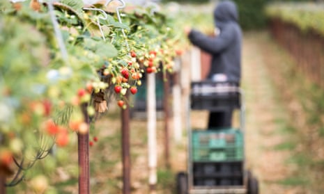 A fruit picker picks strawberries at a fruit farm in Hereford in 2018.