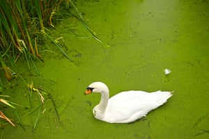 A mute swan floats in the wetlands of Helix Park Falkirk, Scotland surrounded by green algae. The Helix, a park in Falkirk, includes wetlands as part of its 350 hectares of land, which also features the iconic Kelpies, a lagoon, trails, and an adventure play area