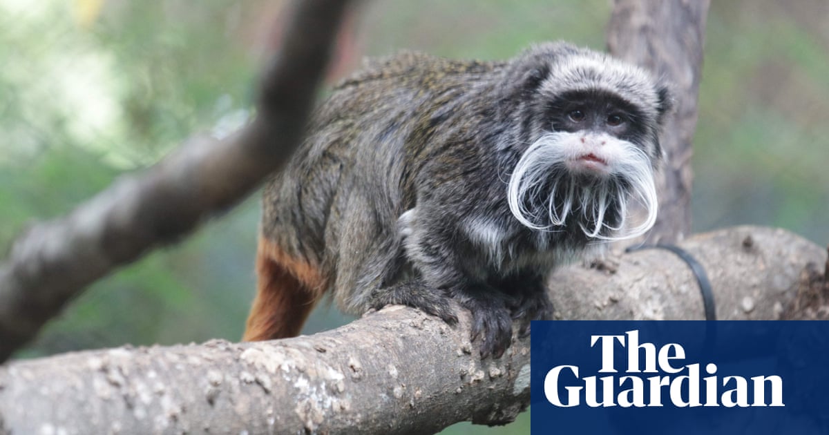 Two emperor tamarin monkeys missing in Dallas zoo’s latest mysterious event