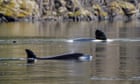 'Being so helpless is hard to describe': can rescuers win the race against time to save an orphaned orca?