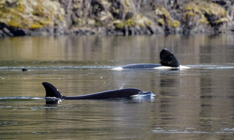 Spong and her calf, kʷiisaḥiʔis, whom rescuers are attempting to lure out of the lagoon to rejoin her pod.