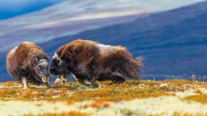 Uma luta entre duas fêmeas de boi-almiscarado, Noruega. Vice-campeão na categoria Maravilhas Polares do prêmio de Fotografia Ambiental. A imagem foi capturada no Parque Nacional Dovrefjell, na Noruega, onde o boi-almiscarado (Ovibos moschatus) foi reintroduzido há vários anos para sua conservação. É normal que machos desta espécie se envolvam em batalhas ferozes durante a época de acasalamento, mas é incomum que duas fêmeas se envolvam.