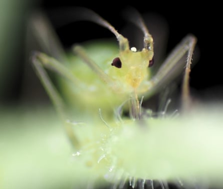 Green aphid feeding on a plant, photographed through a microscope