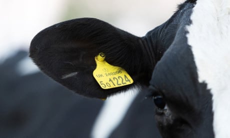 An identification tag on the ear of a cow at a dairy farm near Thame, UK.