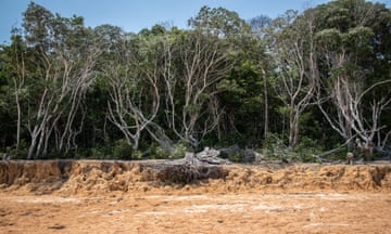 View of dry-looking trees on the banks of the dried-up Rio Negro, seen as a strip of brown, cracked mud and silt.