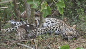 A leopard caught in a trap in a forest in Karnataka, India